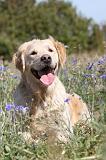 GOLDEN RETRIEVER 151